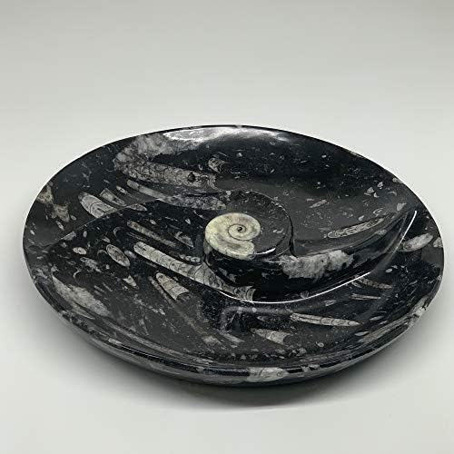 Watangems 2566 גרם, 11.5 עגול בעבודת יד עגול עגול מאובנים שחורים אורתוציראס אמוניט טבעת קערה קערת אבן חן ייחודית מלוטשת