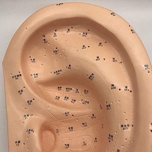 מודל דיקור סיני של צ'נגידה סינית - מודל דיקור אוזניים של 40 סמ אוזניים אוזן גדול