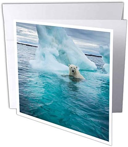 3רוז קנדה, מפרץ רפולס, דוב קוטב שוחה ליד אייסברג במפרץ הדסון-כרטיס ברכה, 6 על 6 אינץ