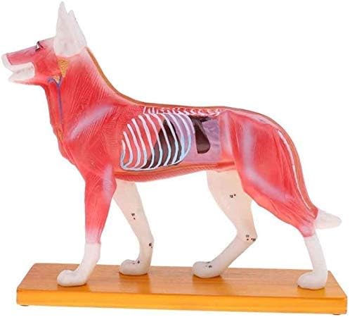 הוראת דגם, אנטומי כלב דגם דיקור האנטומיה דיקור נקודת דגם של כלב גוף בעלי החיים עם 72 נקודות דיקור 0827 האנטומיה ביולוגיה