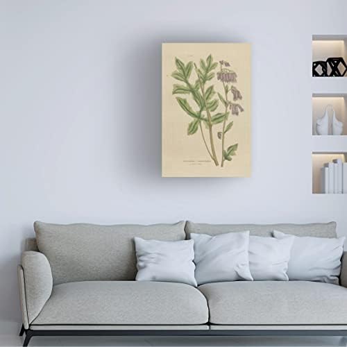 סימן מסחרי אמנות 'צמחי מרפא בוטניים XVII' אמנות בד על ידי תיק אפל פראי