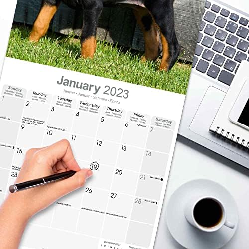 2022 2023 לוח השנה של דוברמן - גזע כלבים לוח שנה קיר חודשי - 12 x 24 פתוח - נייר עבה ללא דימום - מתנה - לוח השנה