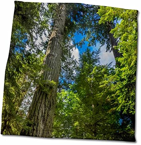 3 דרוז עץ האשוח העתיק של דאגלס בפארק המחוז מקמילן, B.C, קנדה - מגבות