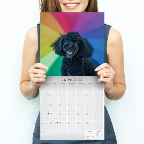 2022 2023 לוח שנה פודל צעצוע - גזע כלבים לוח שנה קיר חודשי - 12 x 24 פתוח - נייר עבה ללא דימום - מתנה - לוח