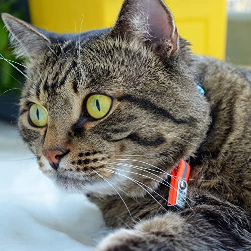 חתול בדלני צווארון עם משודרג רעיוני בתוספת מזהה תג. מותאם אישית עם מספר תעודת זהות, 2 טלפונים הניתנים לעדכון