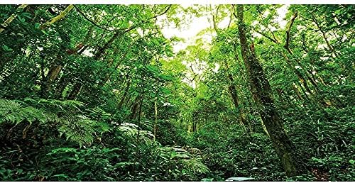 AWERT 24X12 אינץ 'נוף טרופי רקע חריף צמחים טרופיים יער יער אקווריום רקע יער גשם זוחל זוחל רקע ויניל