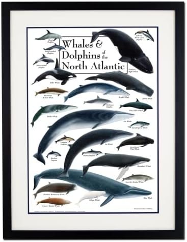 שמיים אדמה + מים - לווייתנים ודולפינים של צפון האוקיאנוס האטלנטי - פוסטר