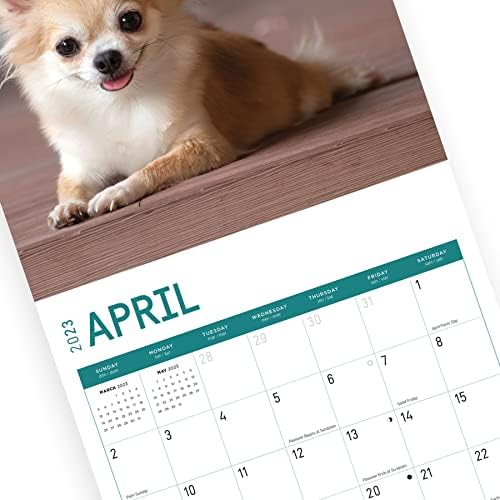 2023 לוח השנה הקיר של צ'יוואווהו של צ'יוואווה לפי יום בהיר, 12x12 אינץ ', צילום כלב חיות מחמד מקסים חמוד