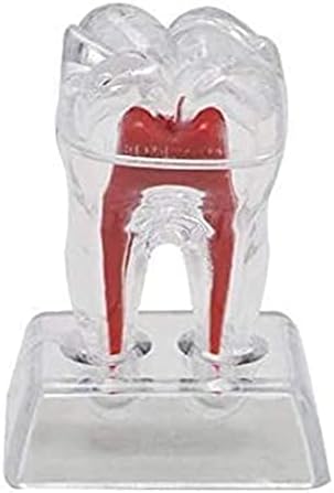 מודל הוראה של Laerper, 2 PCS מודל שיני שיניים, מודל שיניים נשלף למודל שיניים אנטומיות, מודלים למדעי טיפול שיניים מודלים לחינוך