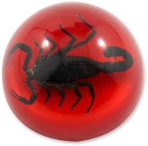 Realbug 1.9 עקרב שחור כיפה משקל נייר אדום