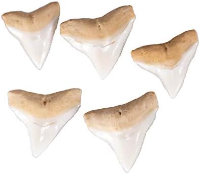 בלואריקה בול כריש שן תליון על פוקה מעטפת חרוזים, נמר &שחור קוקוס חרוזים שרשרת