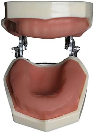 Kh66zky tobodont הדגמה אוראלית מודל מודל אוראלי ללא שיניים שרף שיניים מודל שיניים לימוד לימוד ציוד אספקת עזרה להוראה